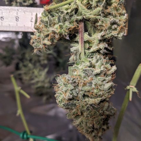 Epsilon F1 First grow growlog timeline photo