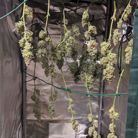 Epsilon F1 First grow growlog timeline photo