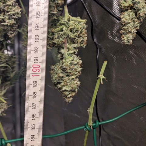 Epsilon F1 First grow growlog timeline photo