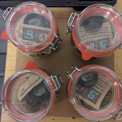 Epsilon F1 First grow growlog timeline photo