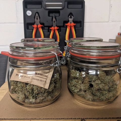 Epsilon F1 First grow growlog timeline photo