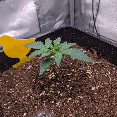 Wedding Cake  growlog timeline photo