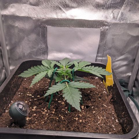 Wedding Cake  growlog timeline photo