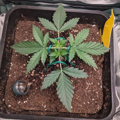 Wedding Cake  growlog timeline photo