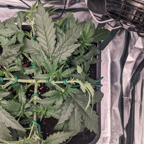 Wedding Cake  growlog timeline photo