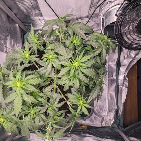 Wedding Cake  growlog timeline photo