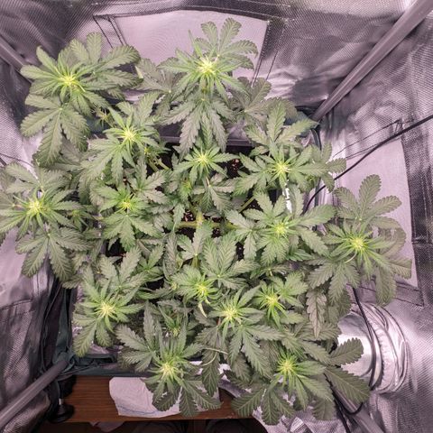 Wedding Cake  growlog timeline photo