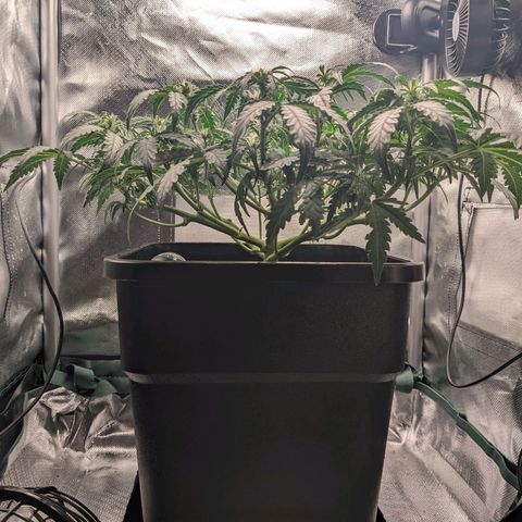Wedding Cake  growlog timeline photo