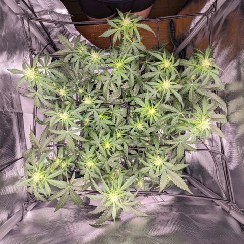 Wedding Cake  growlog timeline photo