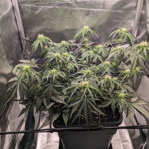 Wedding Cake  growlog timeline photo