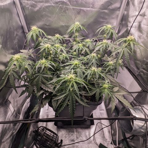 Wedding Cake  growlog timeline photo