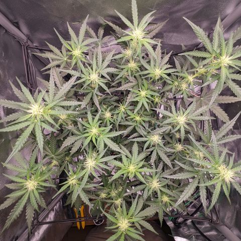 Wedding Cake  growlog timeline photo