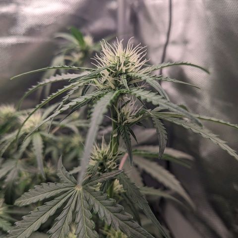 Wedding Cake  growlog timeline photo
