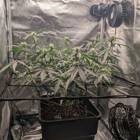 Wedding Cake  growlog timeline photo