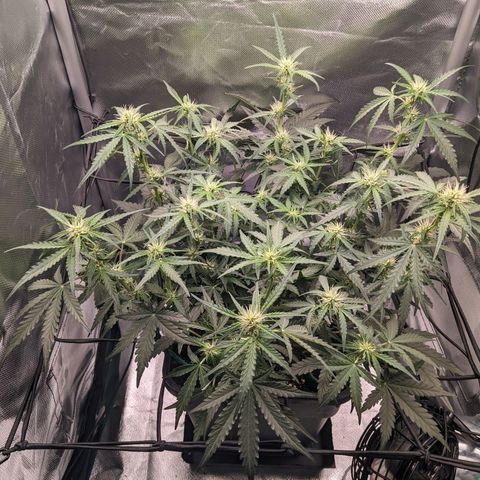 Wedding Cake  growlog timeline photo