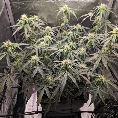 Wedding Cake  growlog timeline photo