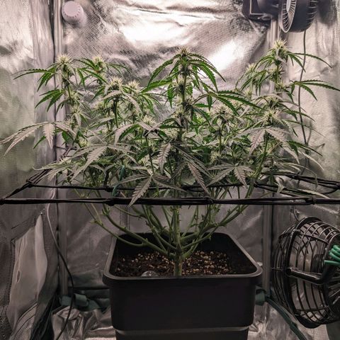 Wedding Cake  growlog timeline photo