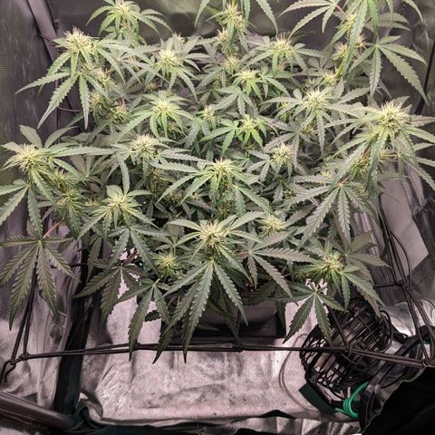 Wedding Cake  growlog timeline photo
