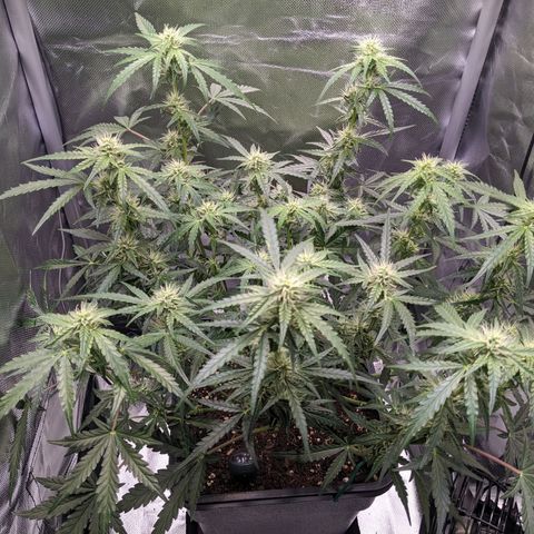 Wedding Cake  growlog timeline photo