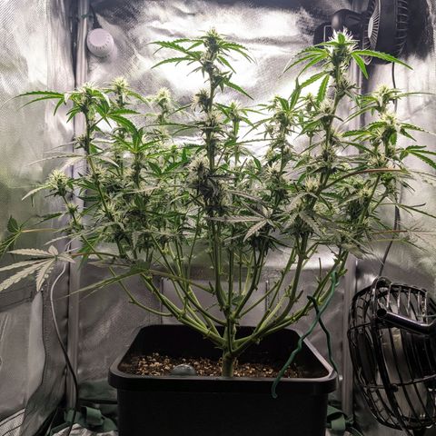 Wedding Cake  growlog timeline photo