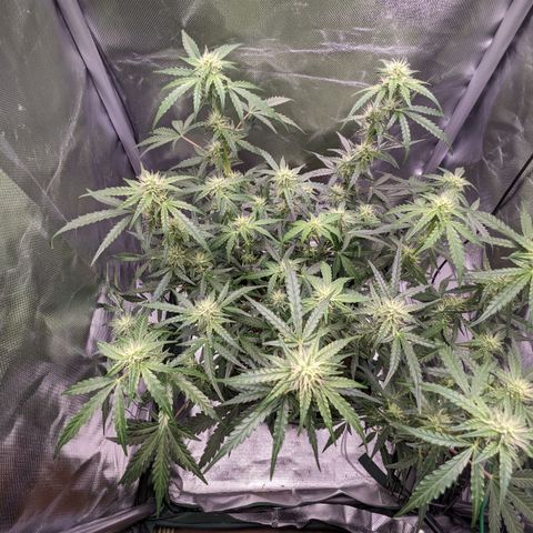 Wedding Cake  growlog timeline photo