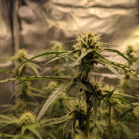 Wedding Cake  growlog timeline photo