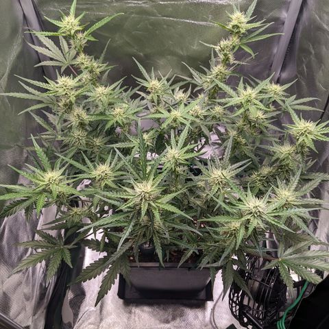 Wedding Cake  growlog timeline photo