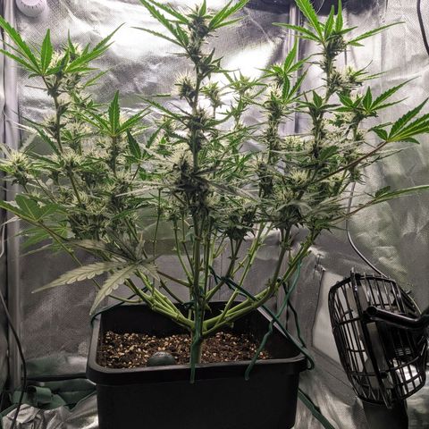 Wedding Cake  growlog timeline photo