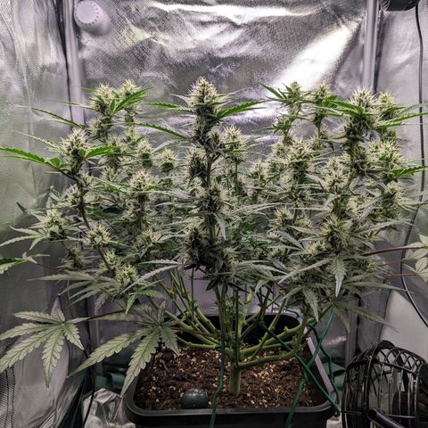 Wedding Cake  growlog timeline photo