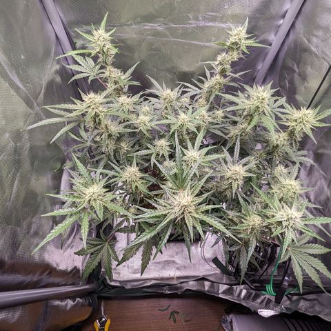 Wedding Cake  growlog timeline photo