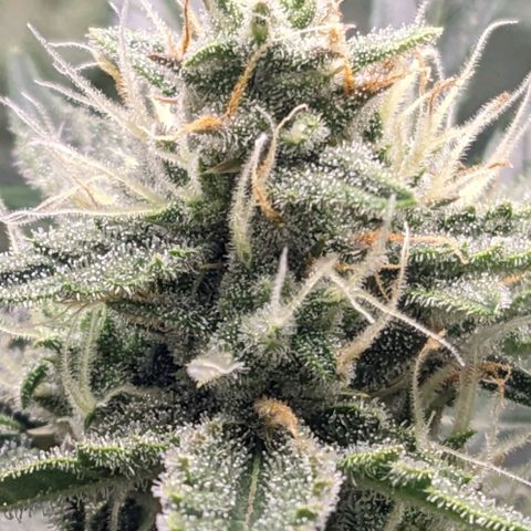 Wedding Cake  growlog timeline photo