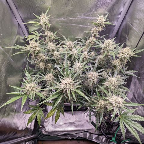 Wedding Cake  growlog timeline photo