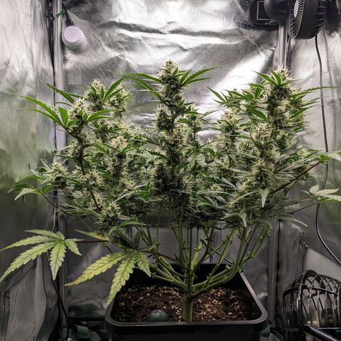 Wedding Cake  growlog timeline photo