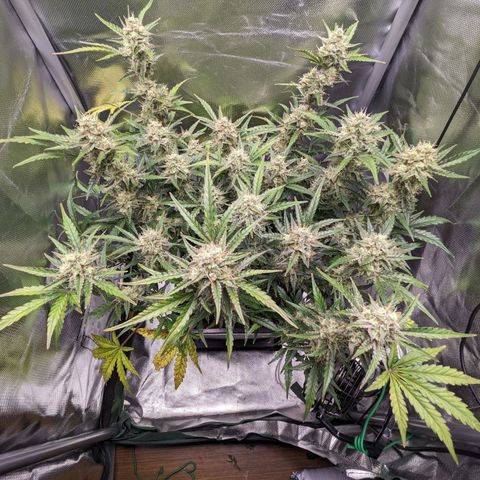 Wedding Cake  growlog timeline photo