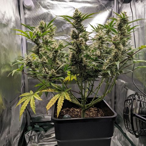 Wedding Cake  growlog timeline photo