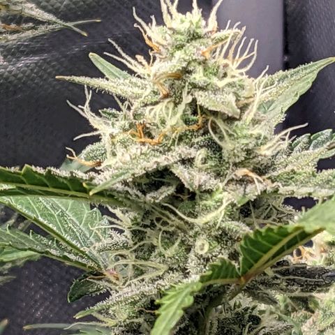 Wedding Cake  growlog timeline photo
