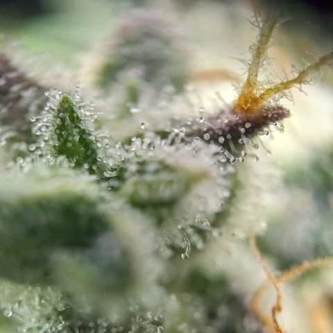 Wedding Cake  growlog timeline photo