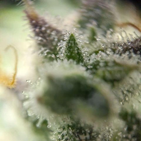 Wedding Cake  growlog timeline photo
