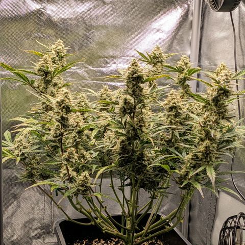 Wedding Cake  growlog timeline photo