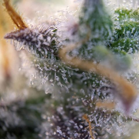 Wedding Cake  growlog timeline photo