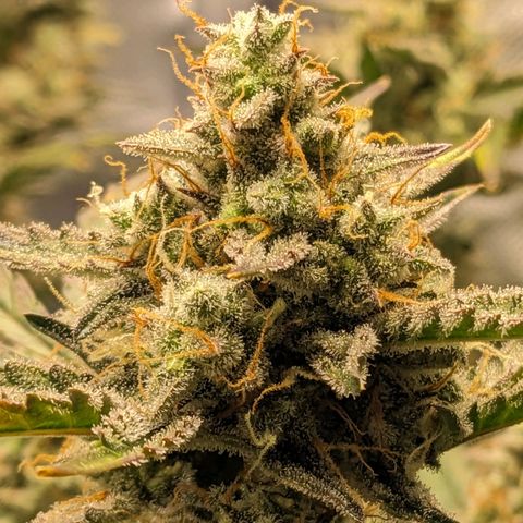 Wedding Cake  growlog timeline photo