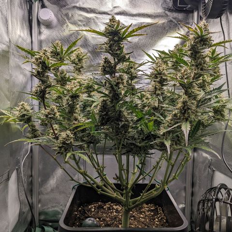 Wedding Cake  growlog timeline photo