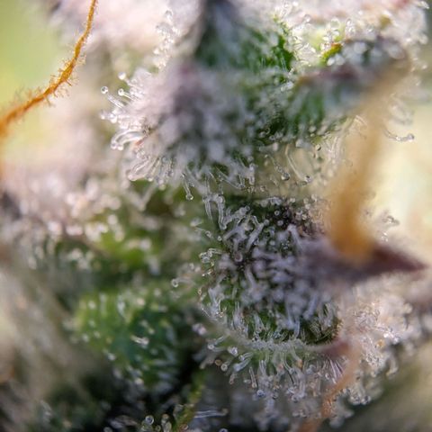 Wedding Cake  growlog timeline photo