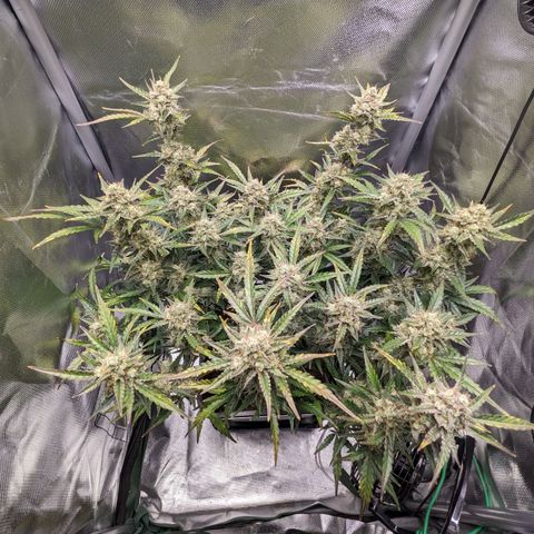 Wedding Cake  growlog timeline photo