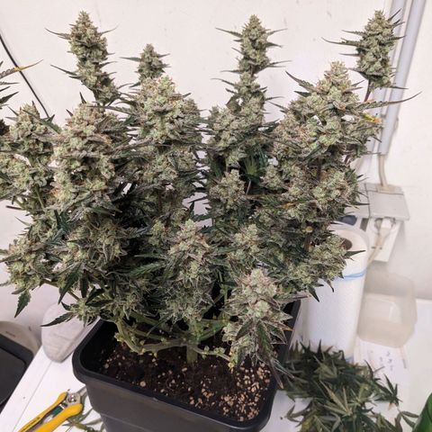 Wedding Cake  growlog photo: Erntevorbereitung - Fächerblätter entfernt 