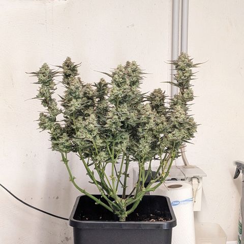 Wedding Cake  growlog photo: Erntevorbereitung - Fächerblätter entfernt 