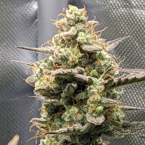 Wedding Cake  growlog timeline photo
