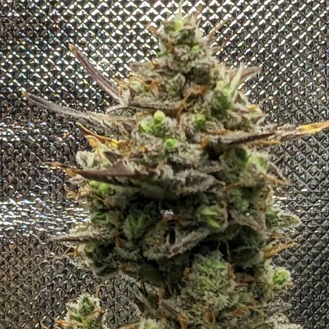 Wedding Cake  growlog timeline photo