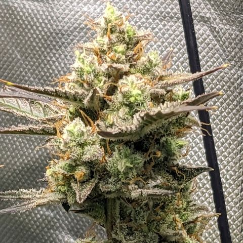 Wedding Cake  growlog timeline photo