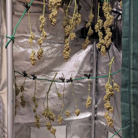 Wedding Cake  growlog timeline photo